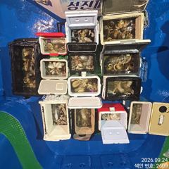 24일 오늘도 쓸어담듯 200수이상 대~박치고 잡고온 굵직한 야간~돌문어 마리수 잡으러 출조 갑니다@ 오늘,토,일요일~몇 자리 예약가능 사진