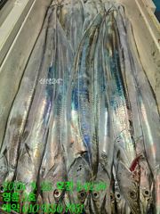(14석통영명륜3호)은빚 갈치 사냥 다녀왔습니다 쿨러구경 밤새도록 고생하셨습니다(계속예약가능) 사진