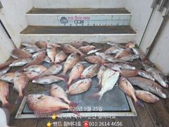 25일 11분 참돔 입니다. 잘됐어요 사진