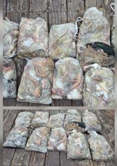 전투 돌문어 내일 여유자리 있습니다~ 사진