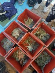 ~~*굵직한돌문어 키로급외,중치급들 마리수 좋아요~(낼예약가능)*~~ 사진