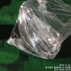 24일 야간내만갈치 중국 젊은이 9명조황
