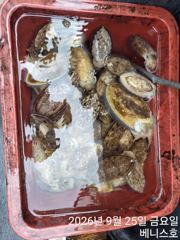 군산 베니스호 주꾸미 대박조황 2026.9.25