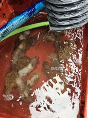 9. 25일 삼길포 뉴항구1호 쭈 조황 사진