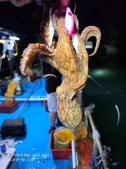 (야간 문어) 1등 20수, 2등 18수, 호래기 11수 9월 25일 조황 사진