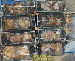 [통영] (팁런)무늬 초~대박 33수30수35수 쫙~깔고 고고써니호(오늘… 사진