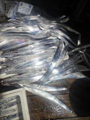격포 변산레저 [카이저호] 9월25일 갑오징어 조황입니다. 사진