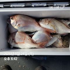 [고성] 일요일 참돔낚시 가실분 연락주세요....