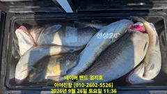 2026 09 26 대구라바