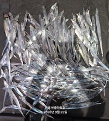 26일,입항<내만갈치>BIG사이즈 손맛끝장!일,월,화~예약가능