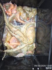 돌문어 )) 1200g,1000g 문어조황입니다@@내일 2자리@@