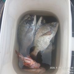 [사천] (사천저도좌대&펜션)저도좌대 추석연휴 조황