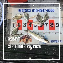 해양레저 흘림 감성돔 마리수 조황 사진