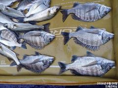 가을 감시 35-30 마리수 호조황 일욜 자리여유