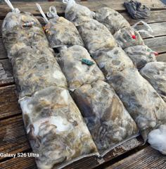 <자연호> 쭈꾸미 오후 굿 조황(26일)-내일 쭈꾸미 종일/주간/오후 자리있습니다 사진