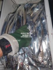 [마산] 내만갈치)추석 연휴 대폭팔합니다~많이 잡았습니다 예약가능