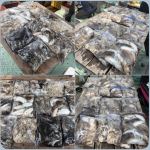 9월26일 홍원항 바로호 갑오징어와 쭈꾸미 대박조황 입니다.