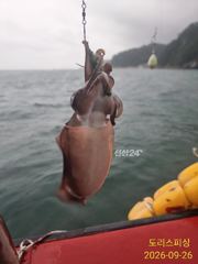 갑오징어 망태기채워갑니다 월요일부터 사진