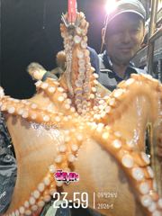 ★ 어려운 날에도 1.42kg 덩어리! ★ 군산 뉴세븐호 9월 26일 야간문어 조황 사진