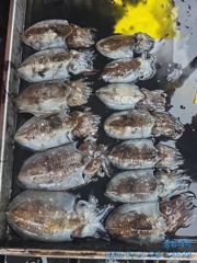 [곤리 풍화 궁항] 궁항레저 9월 26일조황입니다