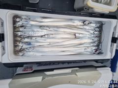 갈치 텐야 텐빈!!!! 오늘 출항 확정 지금 갈치들이 쏟아집니다!!!!!