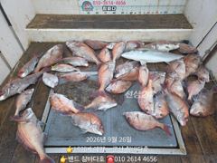 26일 말도 직도 조황이네요. 횟갑으로 챙겨 왔어요