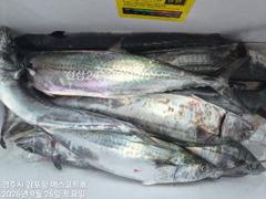 감포앞바다에서 고시간 천지삐깔 이네요~야간 무늬도 잘물어줍니다 사진