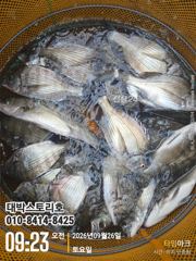 감시 수중전~ (실시간) 마릿수 퍽퍽퍽~ 사진