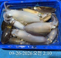 [ 무늬 팁런 ] 거칠이도 조황