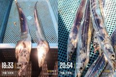 통영 수 은 호<<>>갈치 조황입니다 오늘 3자리여유 있습니다 예약하실때 자리선택하세요 예약은 3361 4231 전화주세요
