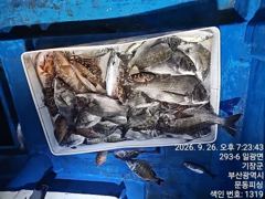 문동 피싱호 감성돔 조황