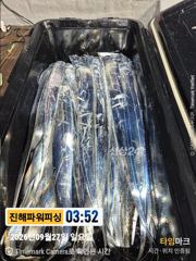 [진해] [갈치/텐빈/텐야]27일입항~만쿨자부터[오늘예약가능]