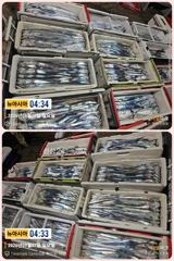 [통영] 통영 뉴 아시아호>> 와~우 쿨러 만땅에 씨알도 굿입니다.