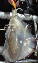 [진해] 팁런무늬무니무니!!내일 28일(월)부터 쭉 예약가능~