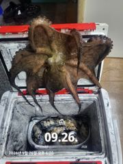 [마산] 해상월1ᆢ감성돔 퍽퍽퍽 판때기 조황임니다!!