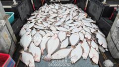 군산 프로호 9월26일 광어다운샷 세자리수 조황입니다!