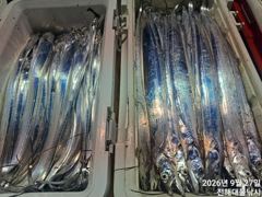27일새벽,내만칼치~3지까지 텐빈1타1피 폭풍입질 퍼담고~월,화.수욜예약가능