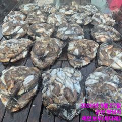 <레인보우호> 갑오징어 종일 마무리 조황(27일)-내일 갑오징어 종일 자리있습니다.
