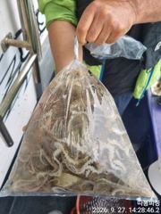 27일 왕쭈꾸미 사리물때 조항 좋습니다 ~29일 화욜 예약가능 합니다