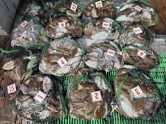 [먹물조황]주꾸미출조조황26.9.27
