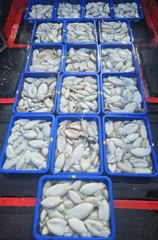 09/27 브라보피싱호 갑오징어낚시 조황