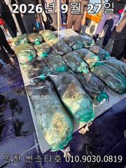 26년 9월 27일!! 인천 썬스타호!! 쭈꾸미 대첩 27일차 조황입니다~^.^