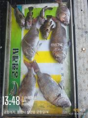 [곤리 풍화 궁항] 궁항레저 9월 27일 28일 조황입니다 사진