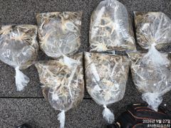 사천피싱스타 주꾸미 조황입니다 내일 자리여유 사진