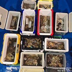 26일 연속해서 쓸어답듯 대~박치고 잡고온 야간~돌문어 잡으러 출조 갑니다@ 오늘~몇 자리 예약가능