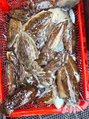 2026.9.27비제이호 갑 사진