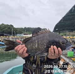 4시간전 [포항] 돌문어 꾸준하게 잘나옵니다 9.28월 모집중