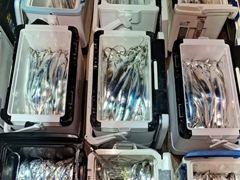 내만갈치,점점굵어진 씨알 손맛최고 오늘출항 월,화,수,목,금,토,일,쭉 예약가능/준내만갈치,오늘출항 월,화,수,목,금,토,일,쭉 예약가능 사진