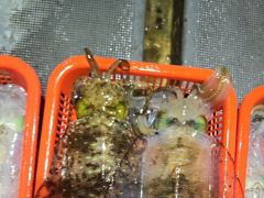 무늬 오징어] 1.31g 1.19g 무시급으로 마릿수 좋고 3자리수 총120수 (화 수 목 금 토 일 예약가능) 사진