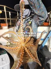 28일, 군산문어 ~"1,5kg까지" 덩치급 왕문어~사이즈 끝내줘요~내일도 갑니다~실시간~군산낚시프라자 챔피언호 사진